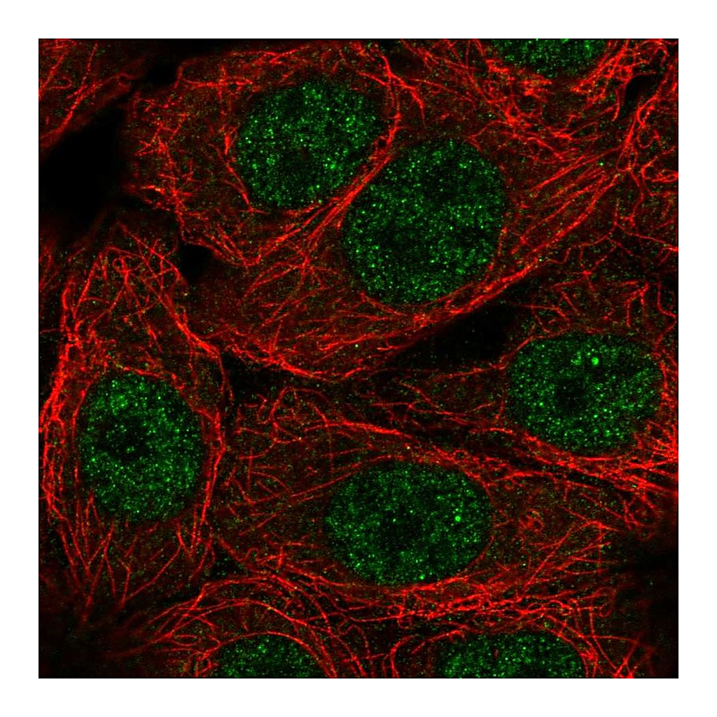 Atlas Antibodies Anti-NXT1 Antibody