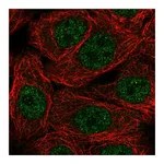 Atlas Antibodies Anti-NXT1 Antibody