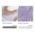 Atlas Antibodies Anti-NXPE2 Antibody