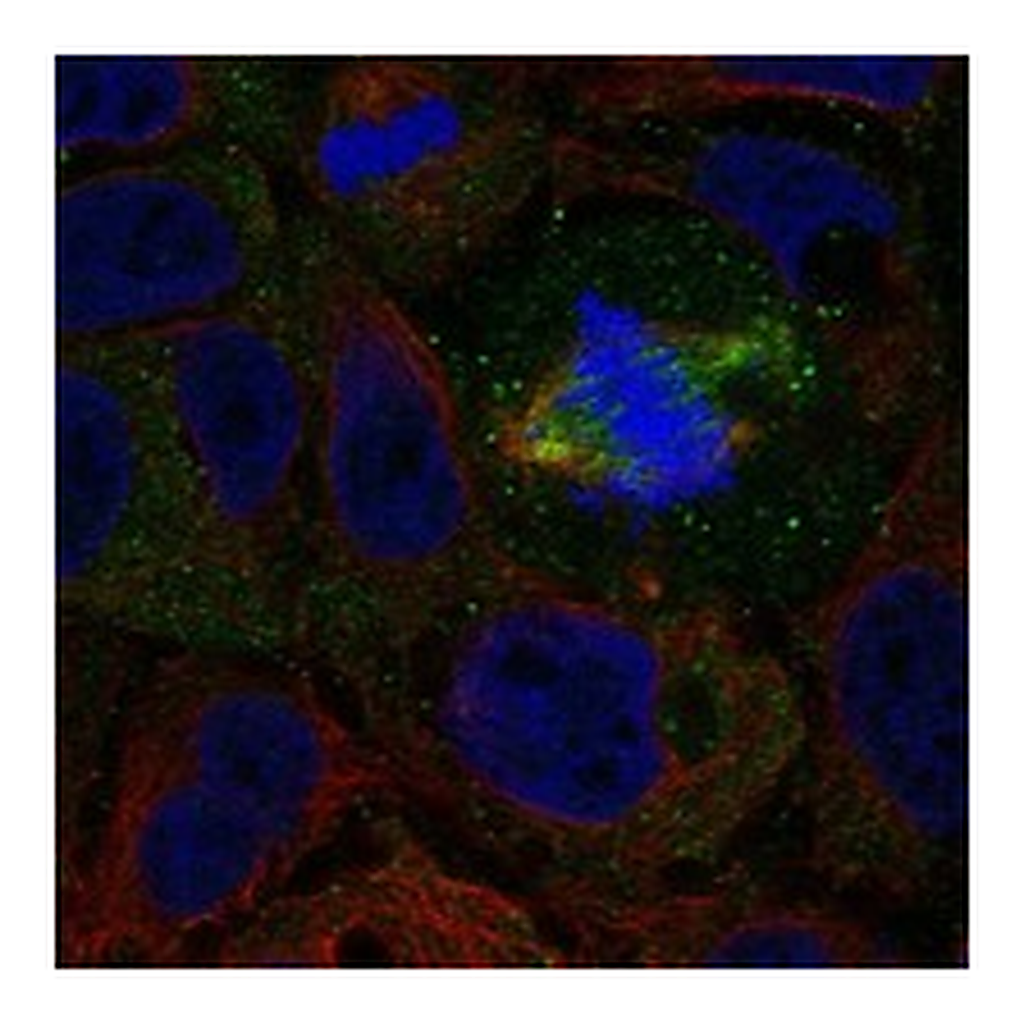 Atlas Antibodies Anti-NXPH3 Antibody