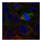 Atlas Antibodies Anti-NXPH3 Antibody