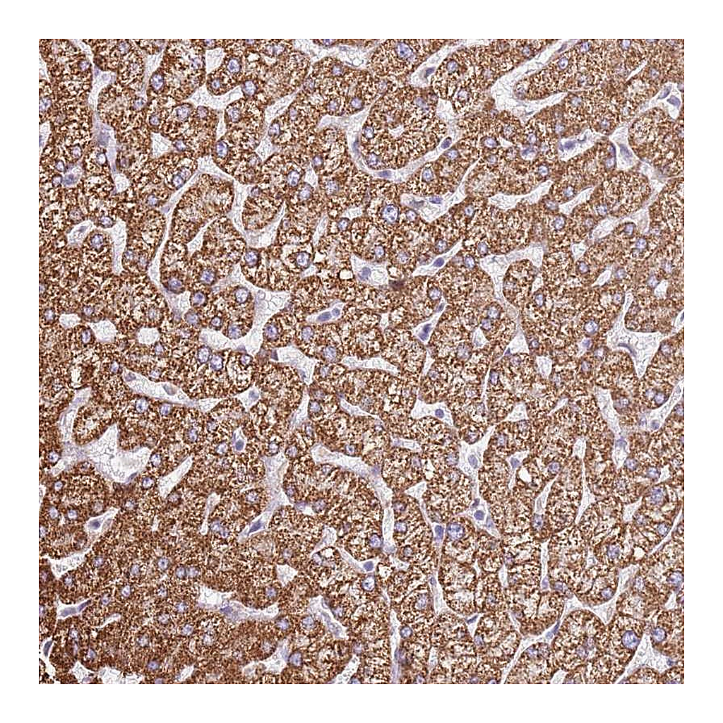 Atlas Antibodies Anti-OAF Antibody