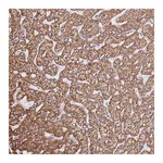 Atlas Antibodies Anti-OAF Antibody