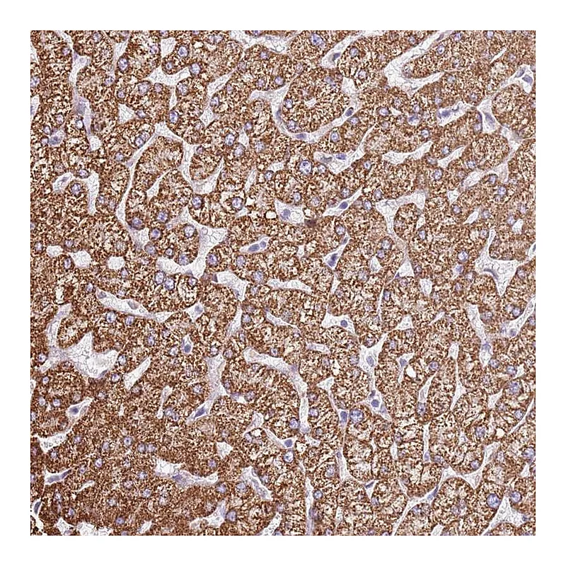 Atlas Antibodies Anti-OAF Antibody