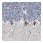 Atlas Antibodies Anti-NYAP1 Antibody