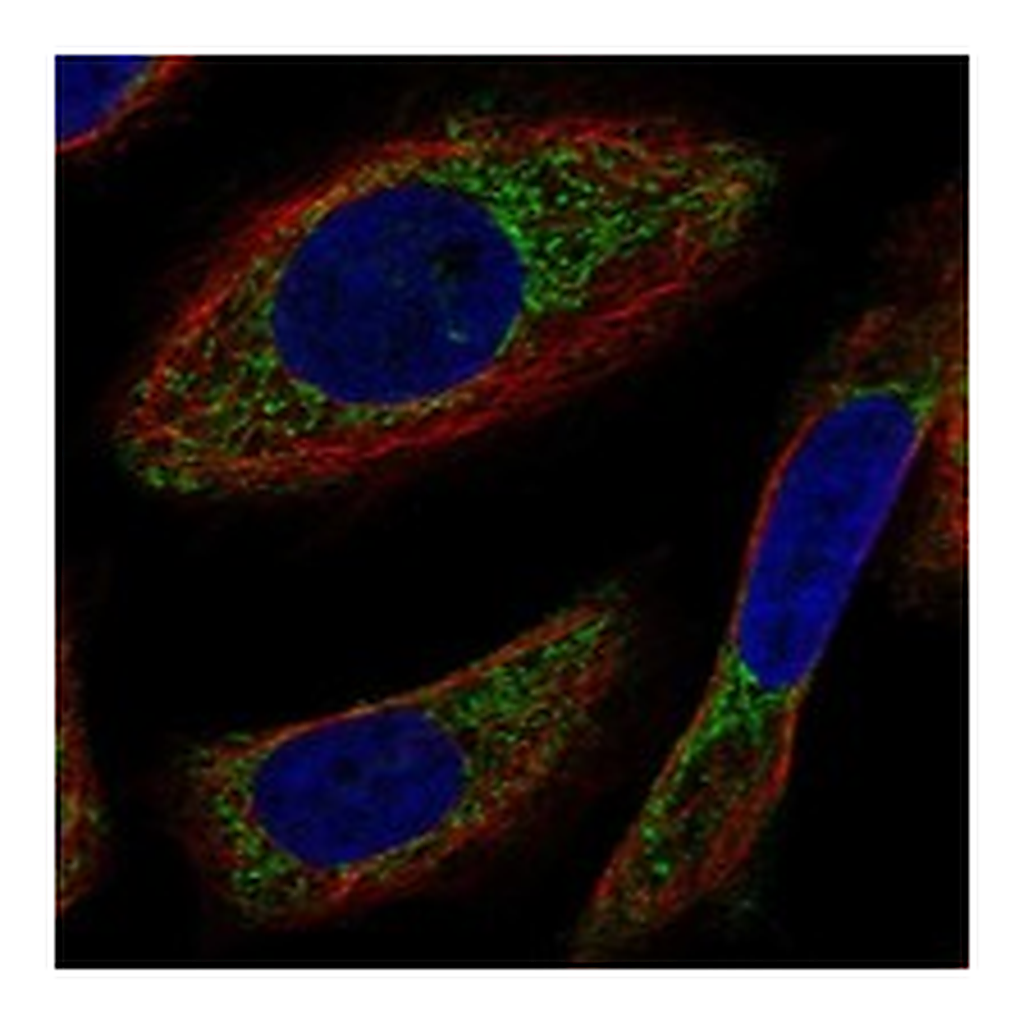 Atlas Antibodies Anti-NYAP2 Antibody