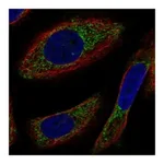 Atlas Antibodies Anti-NYAP2 Antibody