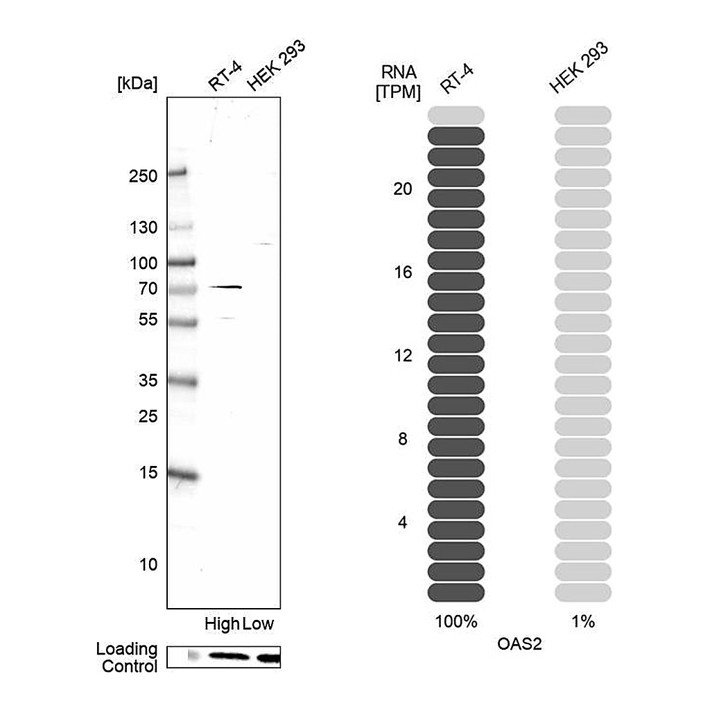 Atlas Antibodies Anti-OAS2 Antibody