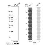 Atlas Antibodies Anti-OAS2 Antibody