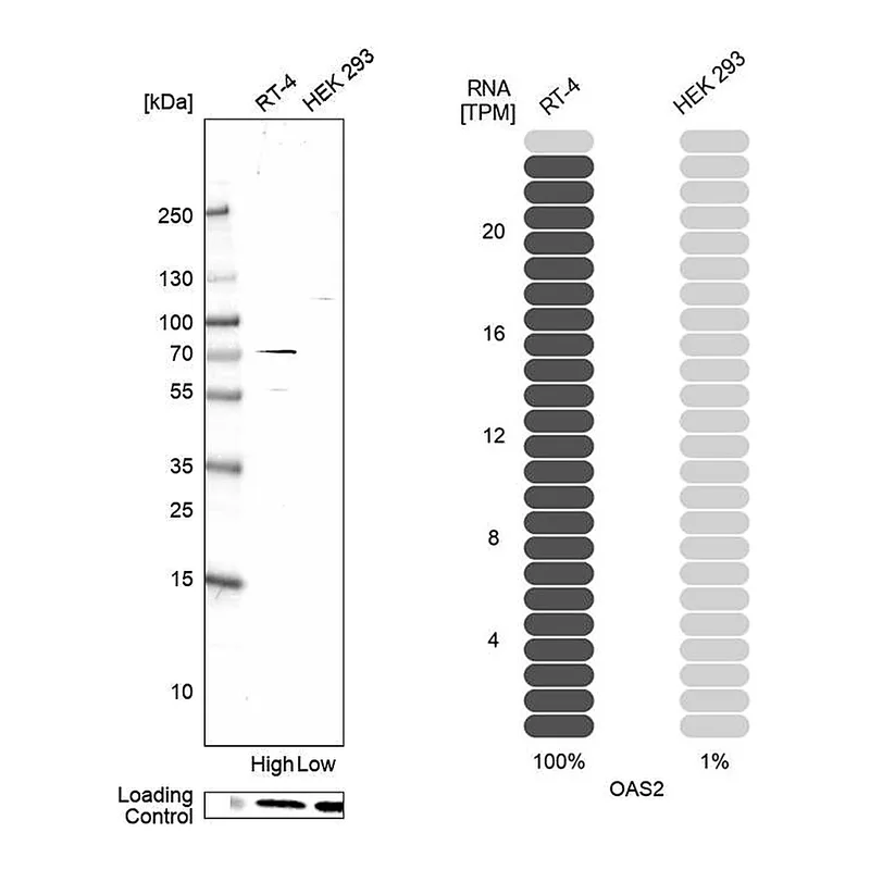 Atlas Antibodies Anti-OAS2 Antibody