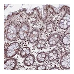 Atlas Antibodies Anti-NYAP2 Antibody