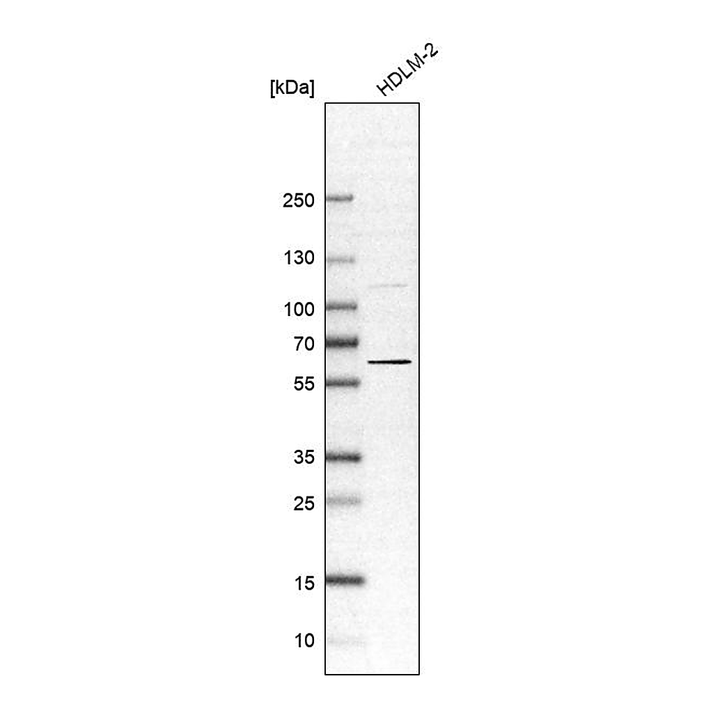 Atlas Antibodies Anti-OASL Antibody