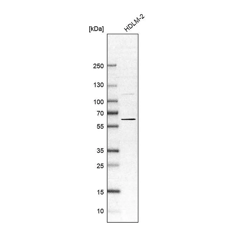 Atlas Antibodies Anti-OASL Antibody