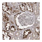 Atlas Antibodies Anti-OBSL1 Antibody