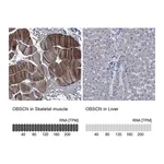 Atlas Antibodies Anti-OBSCN Antibody