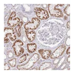 Atlas Antibodies Anti-OAZ2 Antibody
