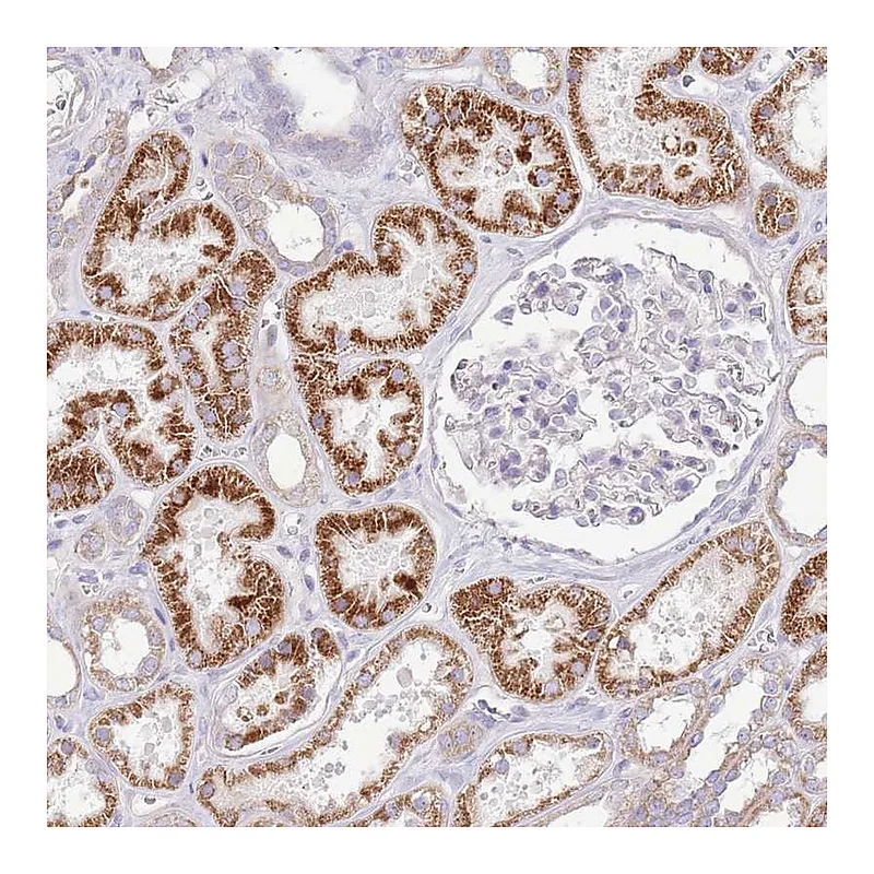 Atlas Antibodies Anti-OAZ2 Antibody