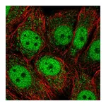 Atlas Antibodies Anti-OAZ3 Antibody