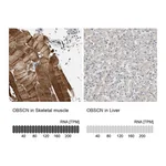Atlas Antibodies Anti-OBSCN Antibody