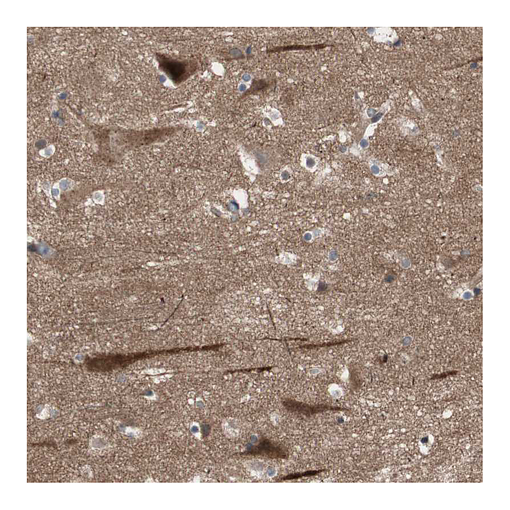 Atlas Antibodies Anti-OAZ1 Antibody