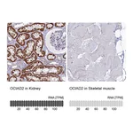 Atlas Antibodies Anti-OCIAD2 Antibody