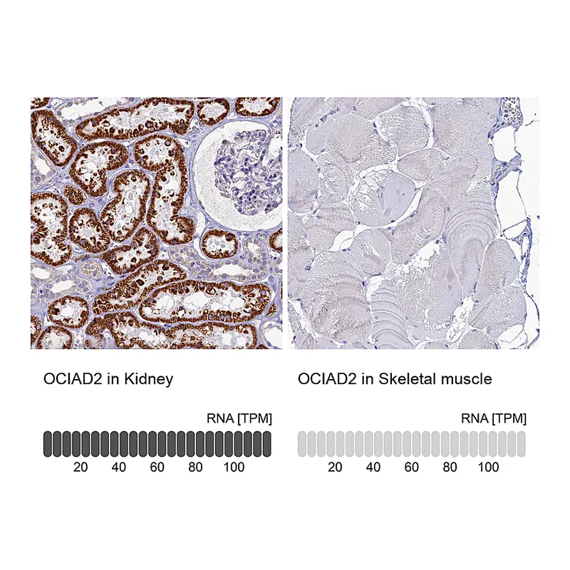 Atlas Antibodies Anti-OCIAD2 Antibody