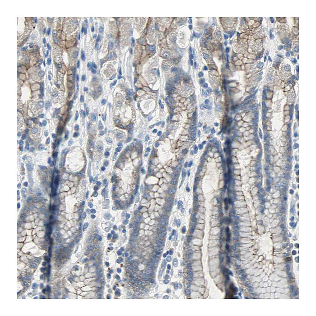 Atlas Antibodies Anti-OCLN Antibody