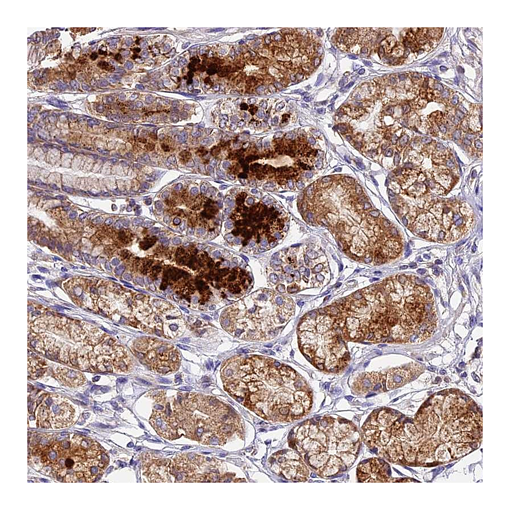 Atlas Antibodies Anti-OCEL1 Antibody