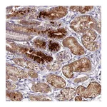 Atlas Antibodies Anti-OCEL1 Antibody