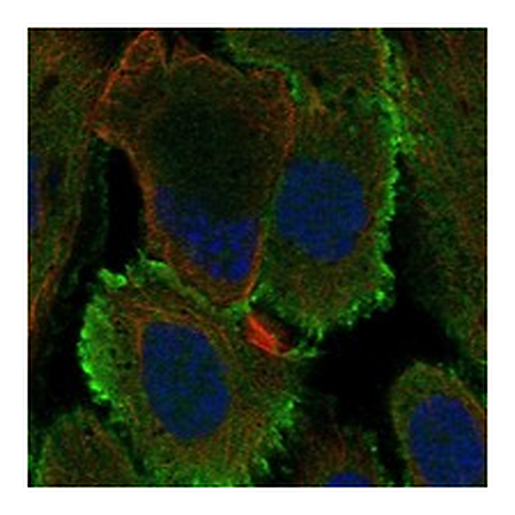 Atlas Antibodies Anti-OCM2 Antibody