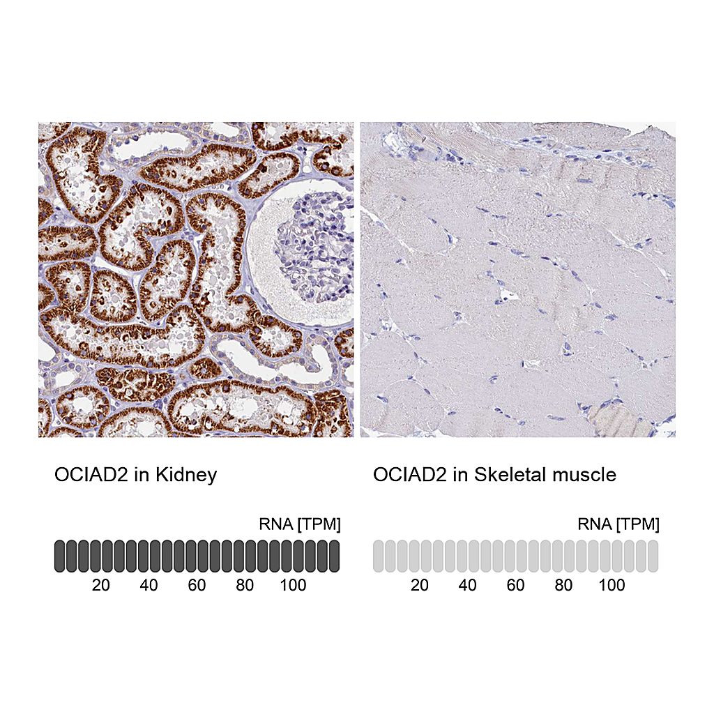 Atlas Antibodies Anti-OCIAD2 Antibody