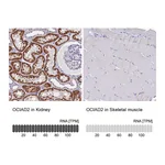Atlas Antibodies Anti-OCIAD2 Antibody