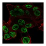 Atlas Antibodies Anti-ODAM Antibody