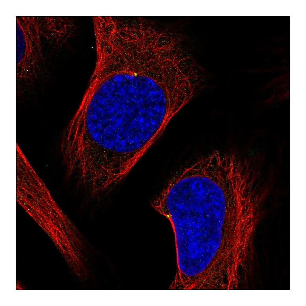 Atlas Antibodies Anti-ODF2 Antibody