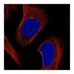 Atlas Antibodies Anti-ODF2 Antibody