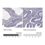 Atlas Antibodies Anti-ODF3 Antibody