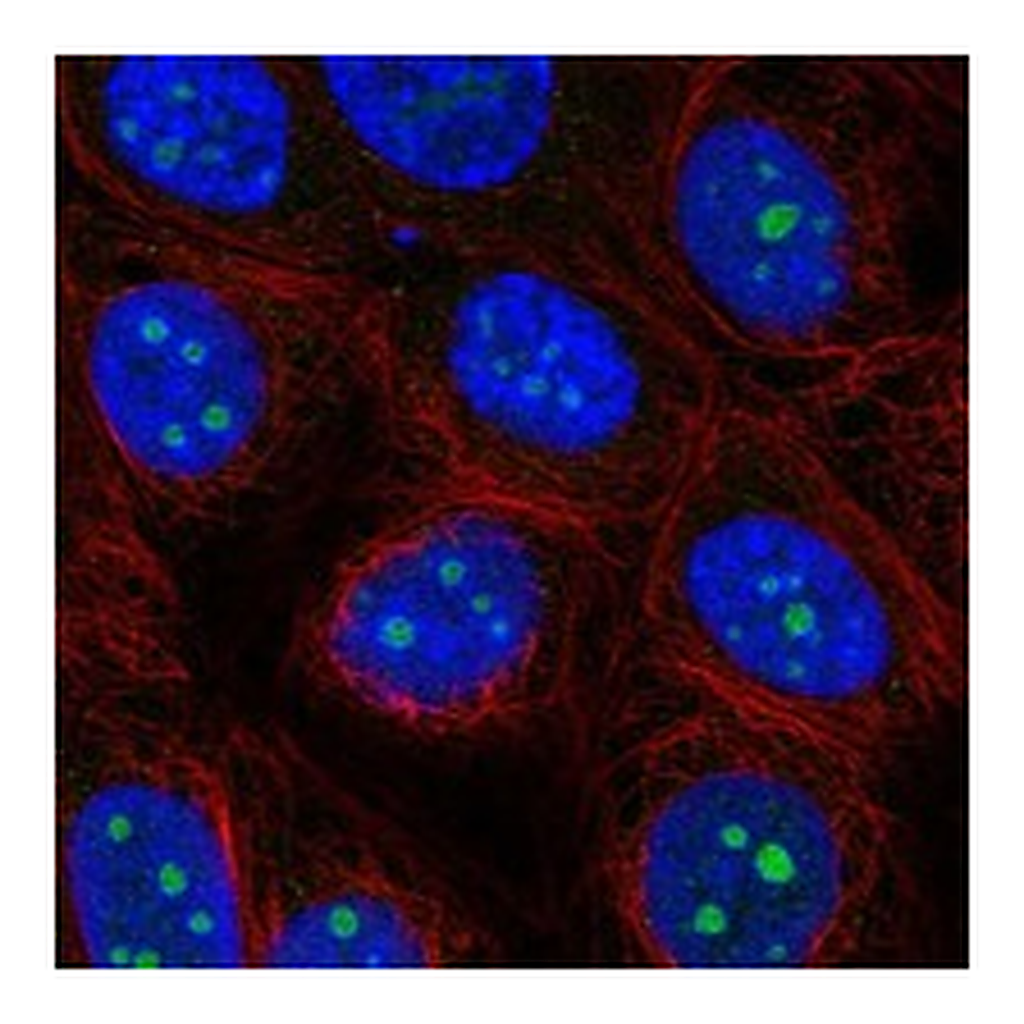Atlas Antibodies Anti-ODF3L2 Antibody