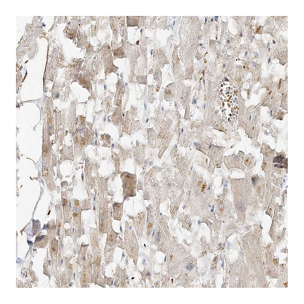 Atlas Antibodies Anti-OFD1 Antibody