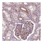 Atlas Antibodies Anti-ODF3L2 Antibody