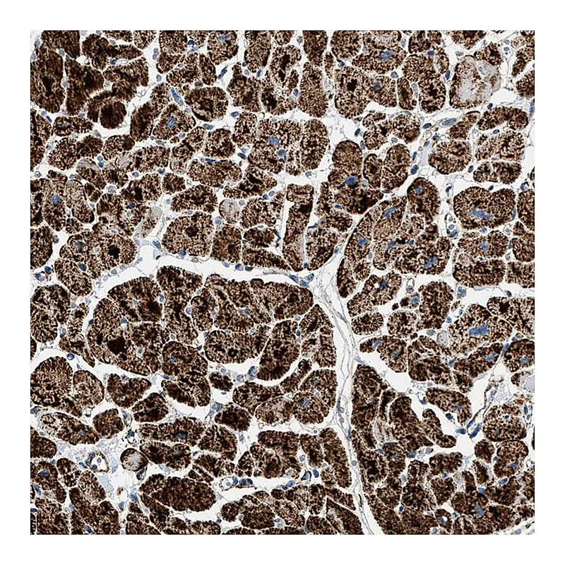 Atlas Antibodies Anti-OGDH Antibody