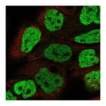 Atlas Antibodies Anti-OFCC1 Antibody
