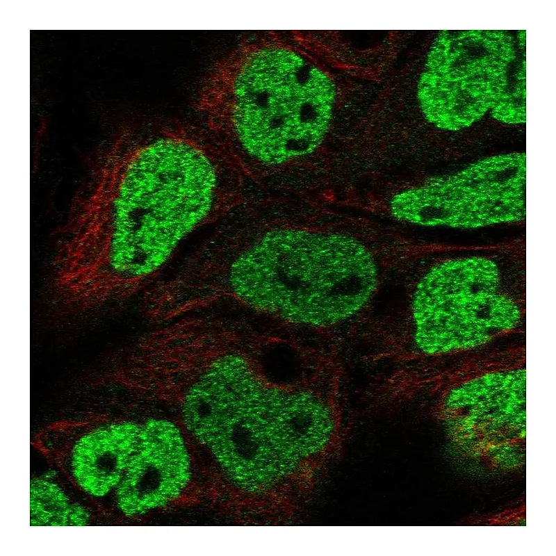 Atlas Antibodies Anti-OFCC1 Antibody