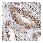 Atlas Antibodies Anti-OFCC1 Antibody