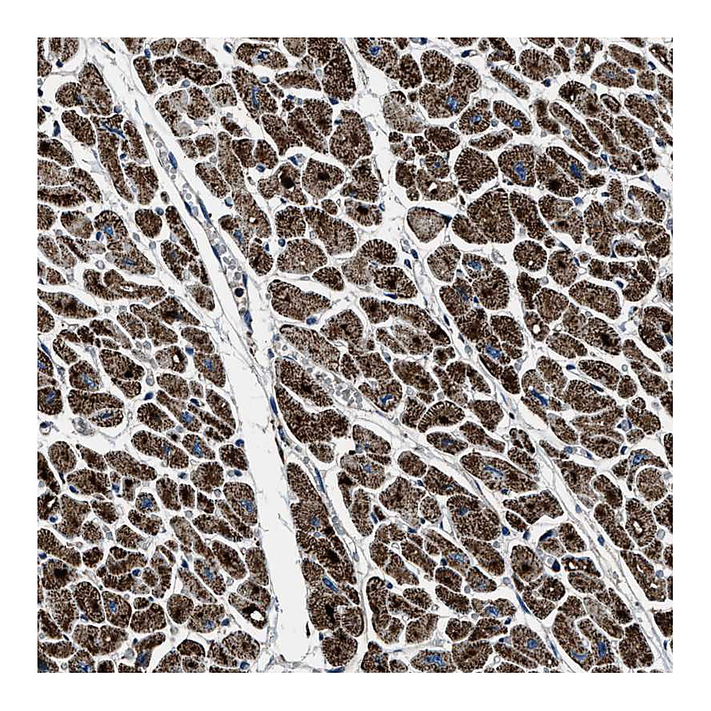 Atlas Antibodies Anti-OGDH Antibody