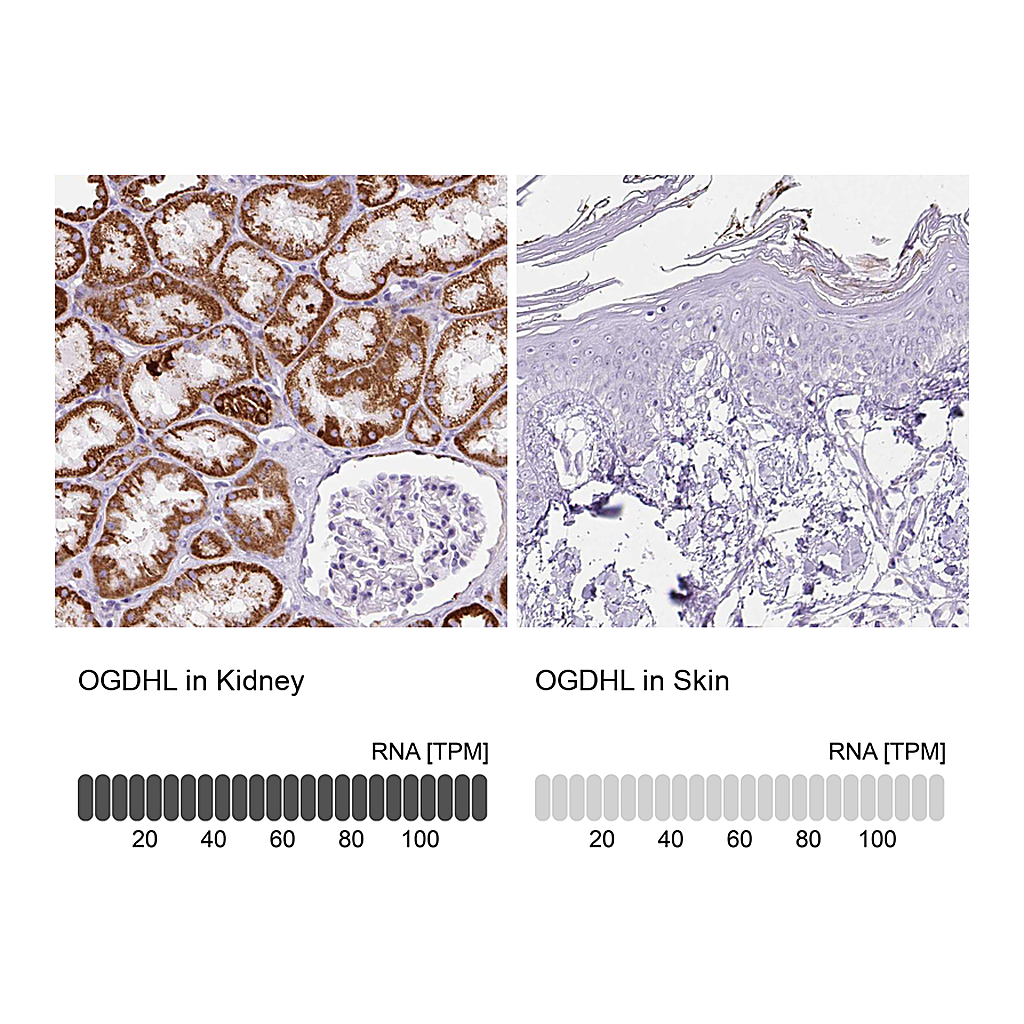 Atlas Antibodies Anti-OGDHL Antibody