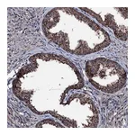 Atlas Antibodies Anti-OGFOD2 Antibody