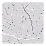 Atlas Antibodies Anti-OGFOD1 Antibody
