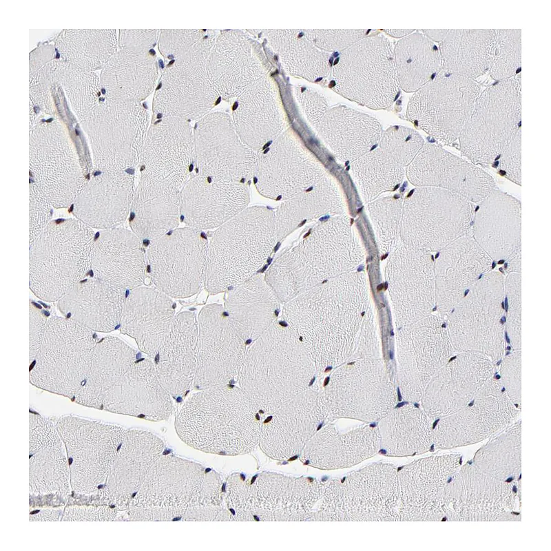 Atlas Antibodies Anti-OGFOD1 Antibody