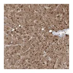 Atlas Antibodies Anti-OGT Antibody