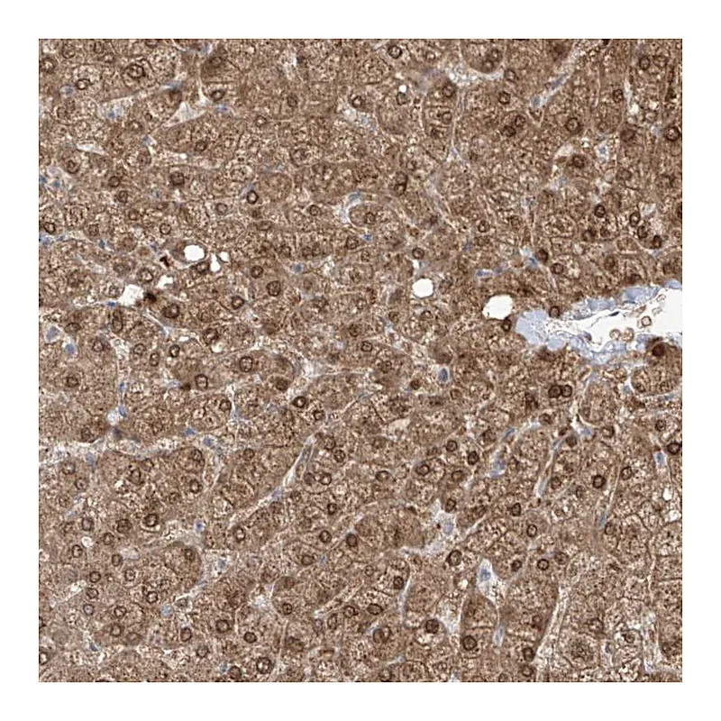 Atlas Antibodies Anti-OGT Antibody